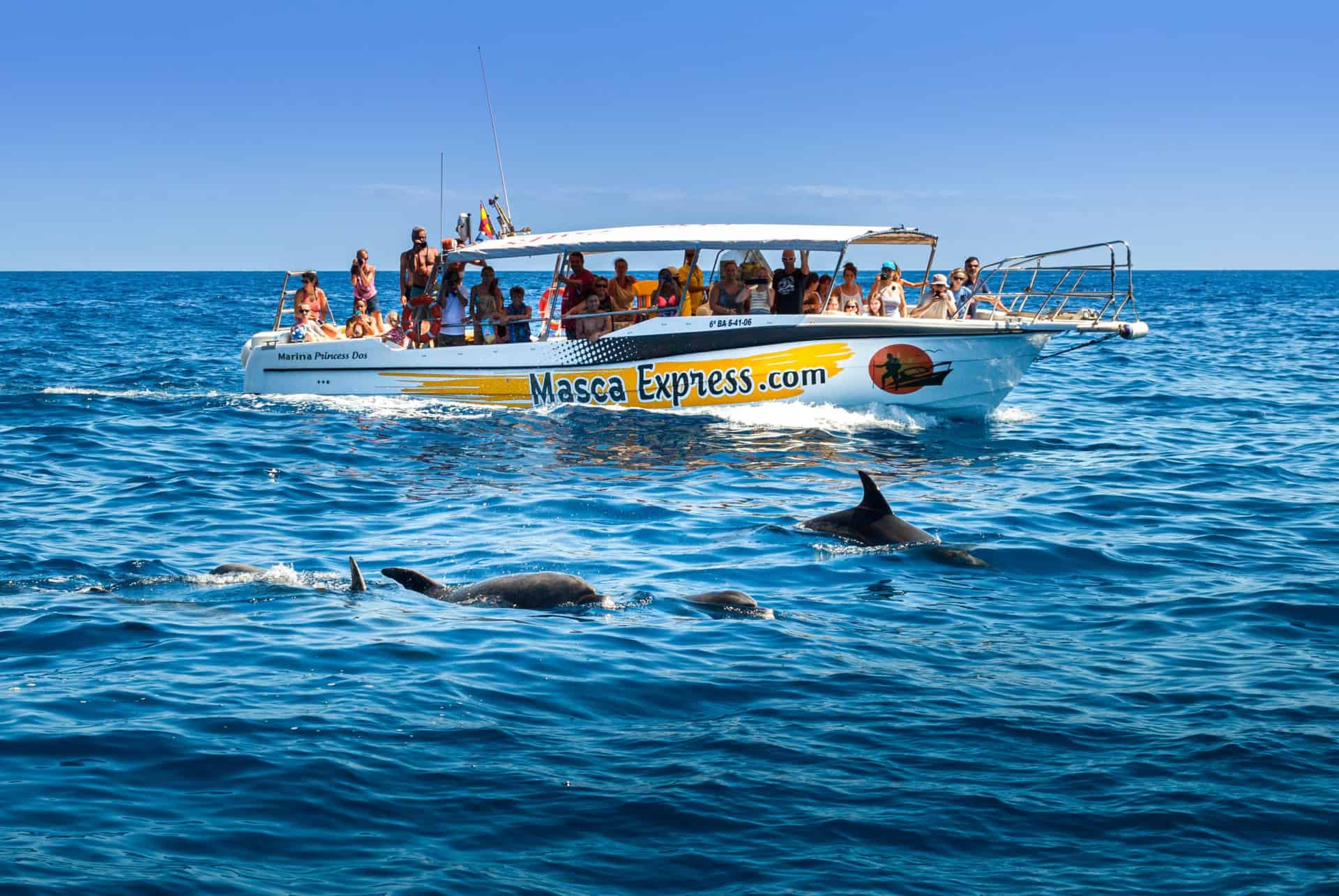 excursion dauphin tenerife