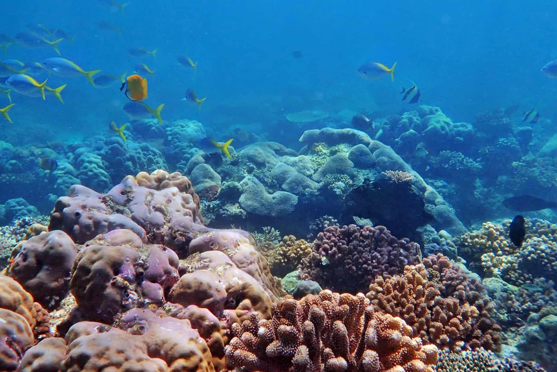 que faire en indonesie coraux que faire en indonesie coraux
