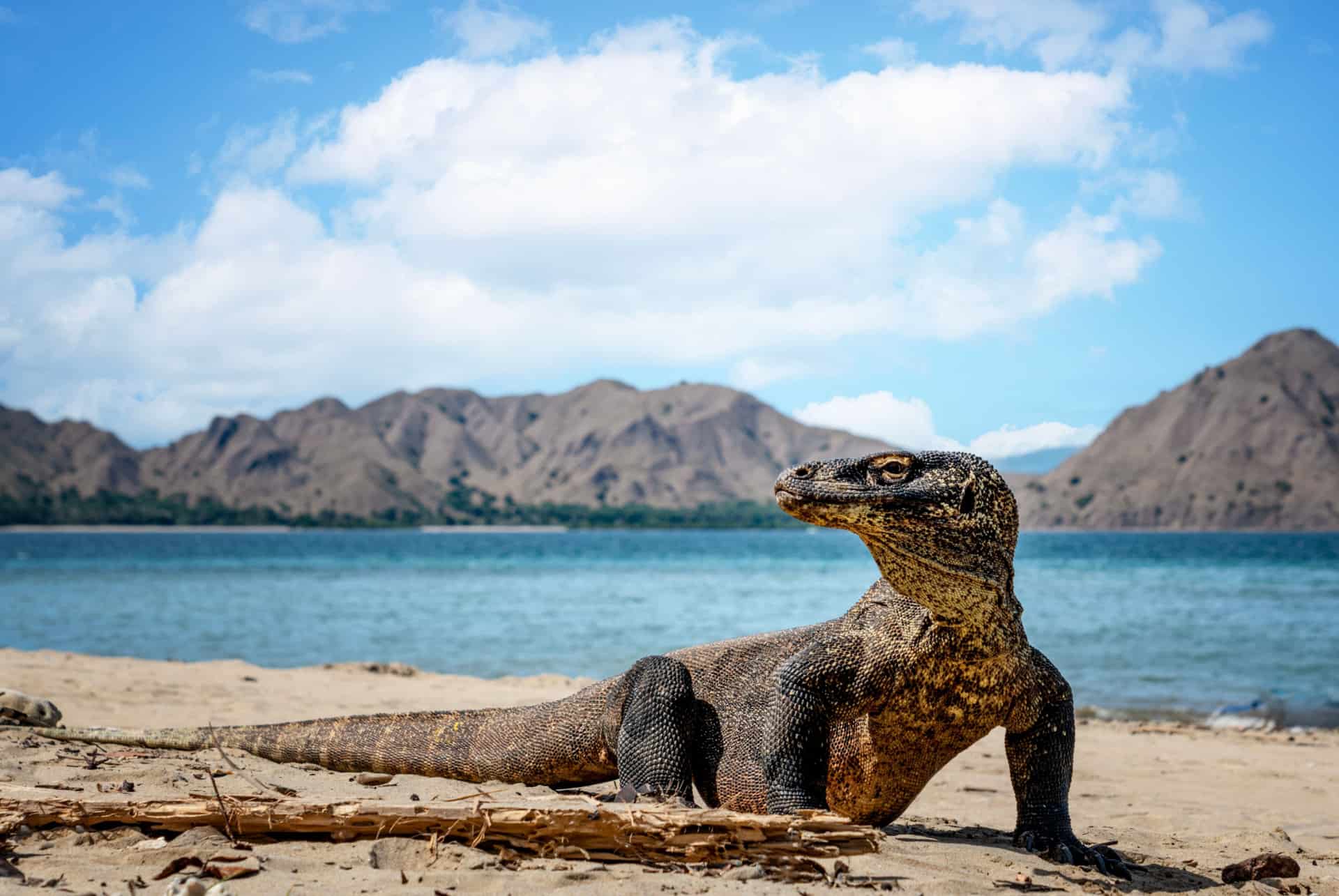 que faire en indonesie parc national komodo parc national komodo