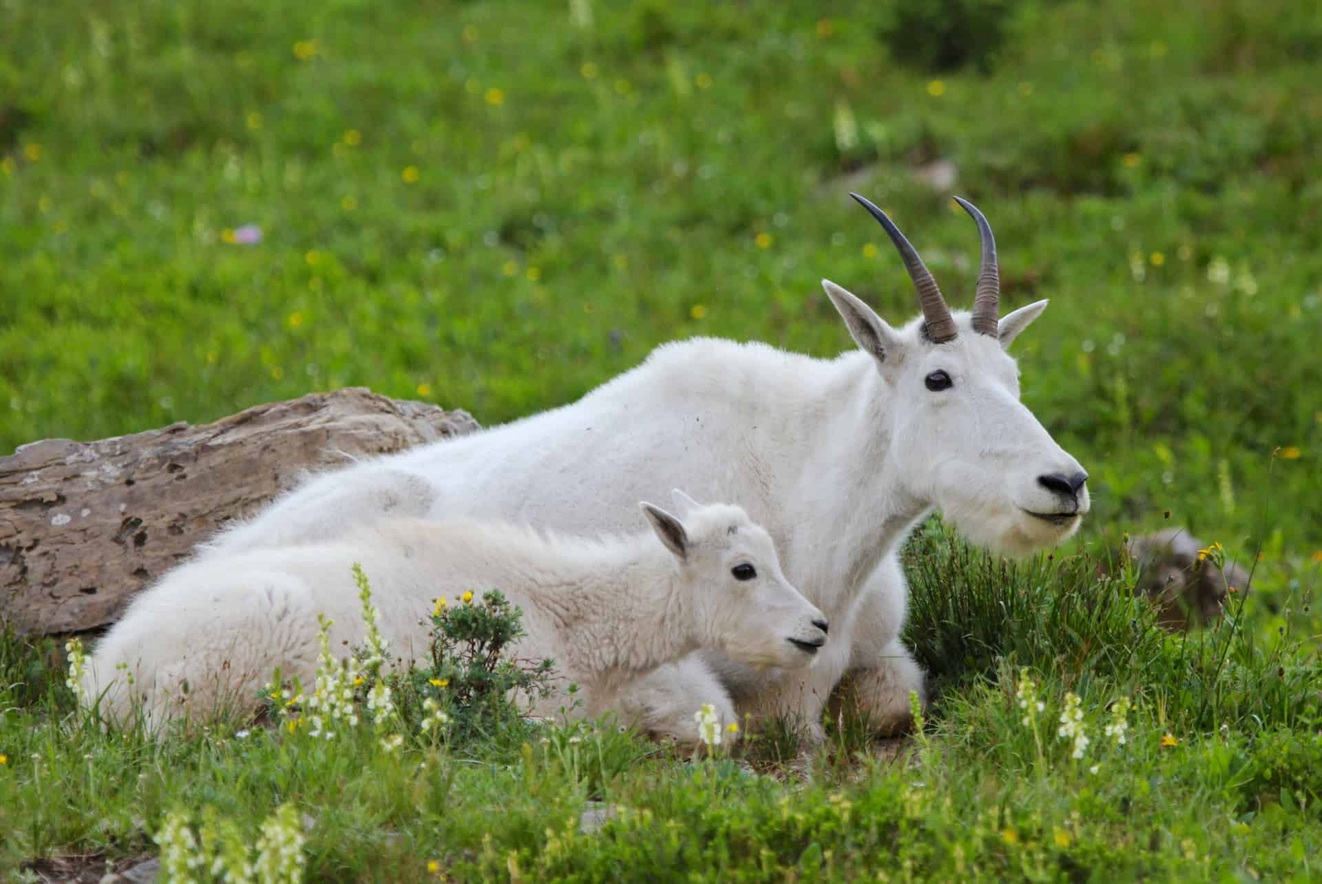 parc national jasper chevre