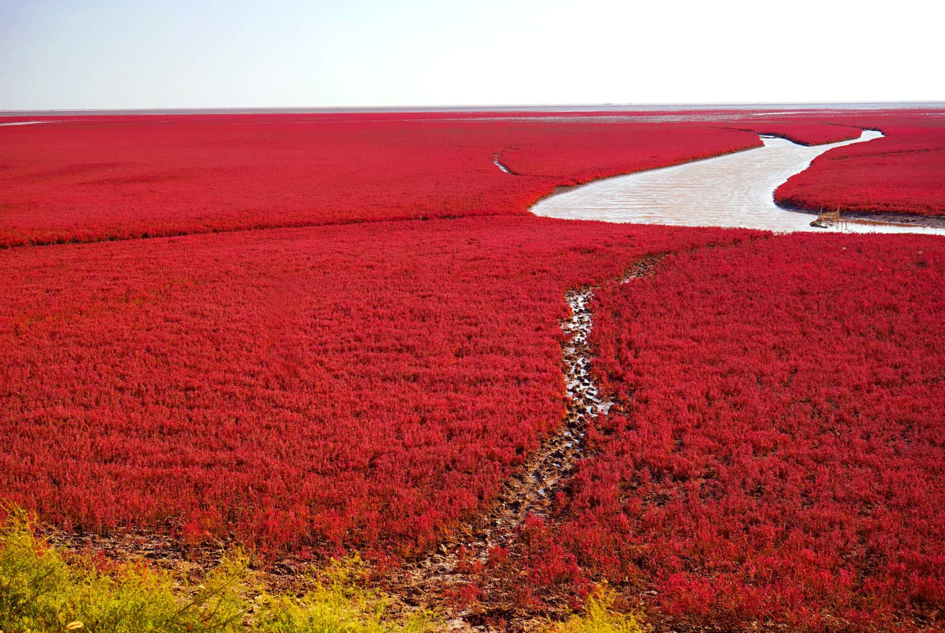 plage rouge panjin