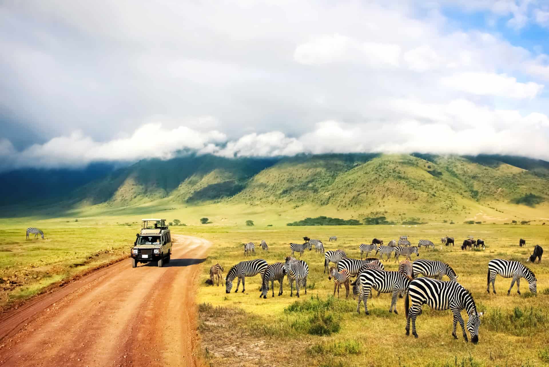 safari tanzanie zebres safari tanzanie zebres