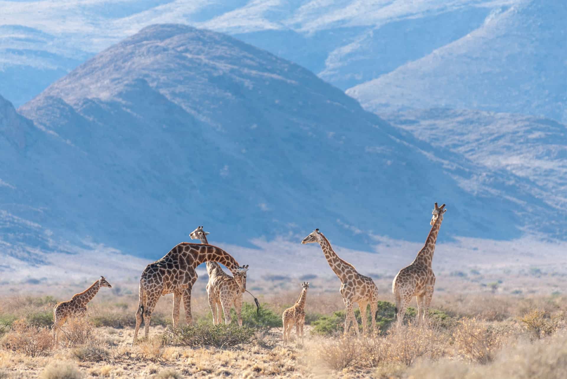 voyager en namibie