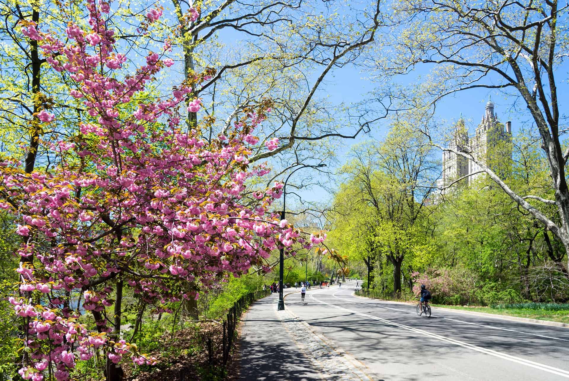 central park fleuri