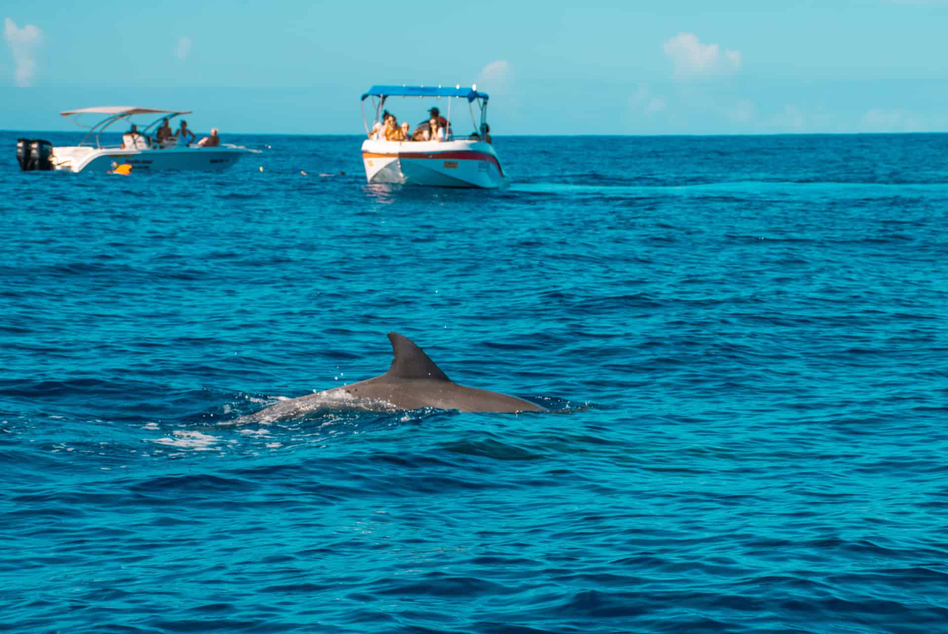 nage avec les dauphins maurice