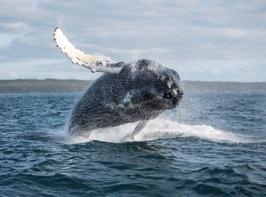 observer baleines boa vista