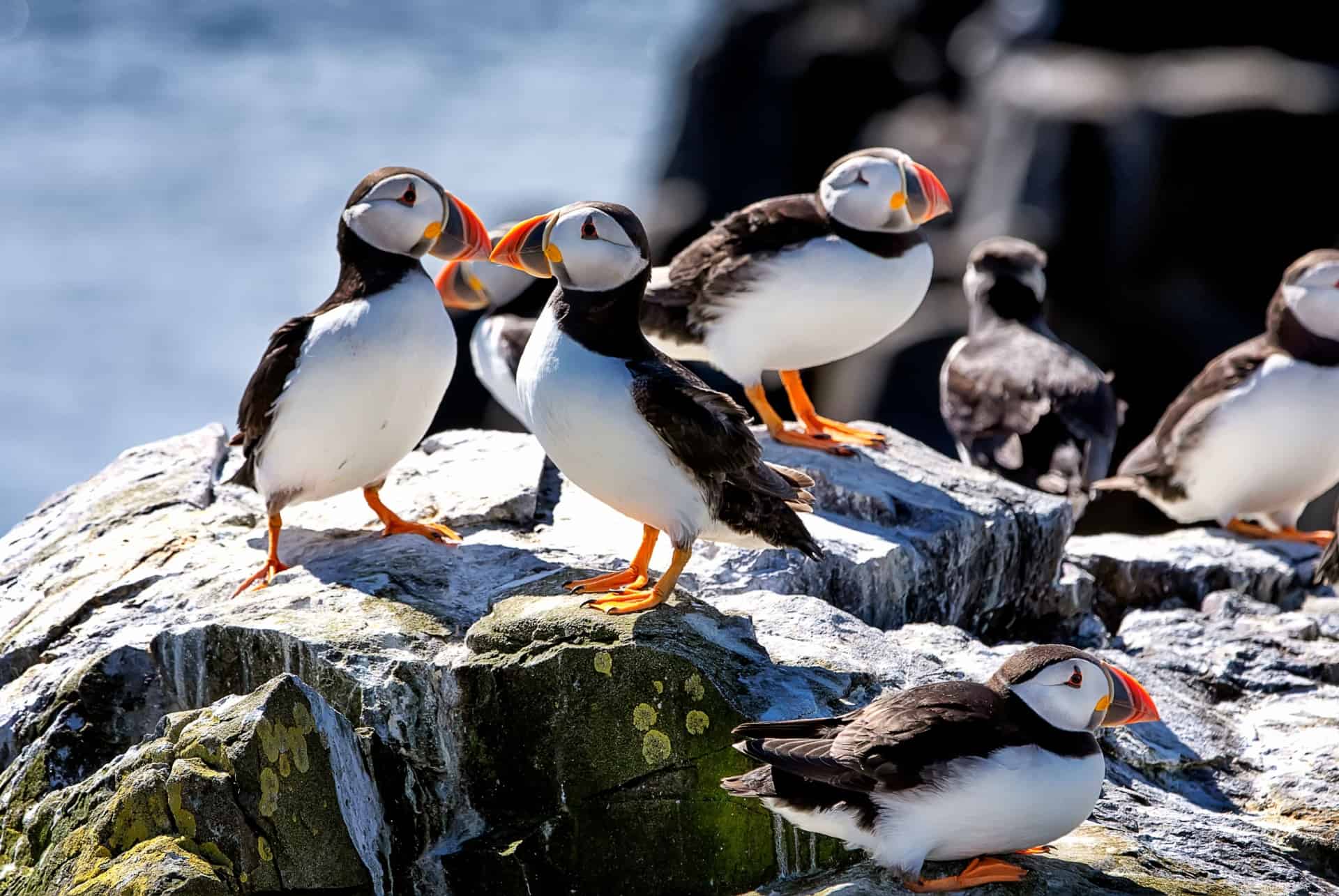 islande en avril macareux moines macareux moines