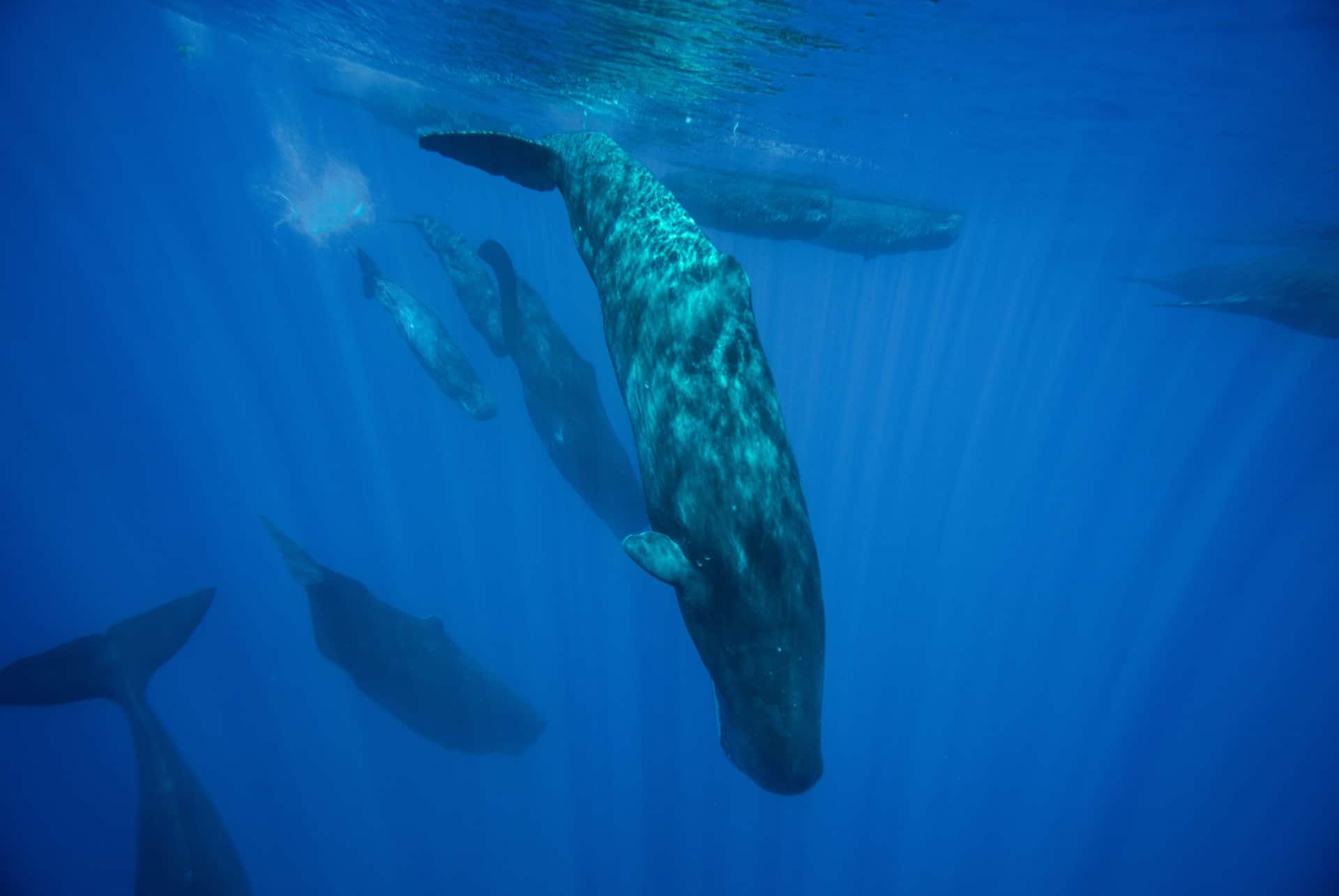 plongee baleine ile maurice