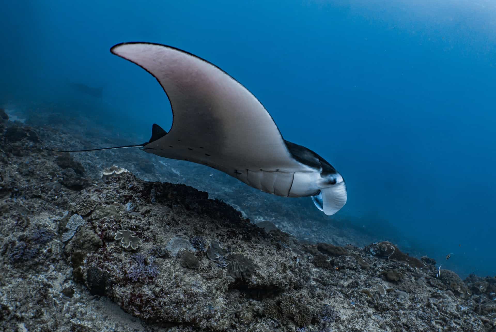 raie manta nusa penida