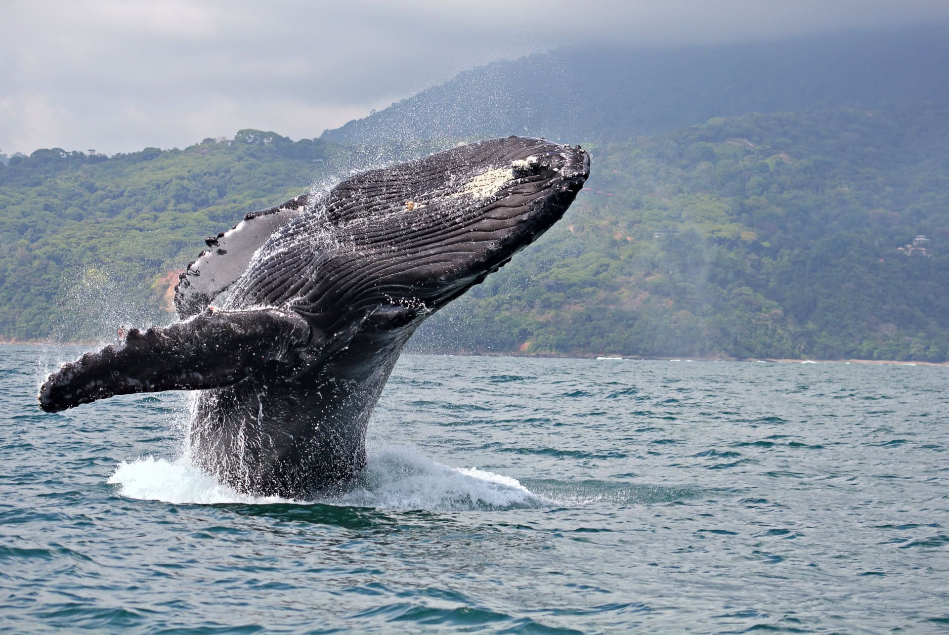 baleine a bosse costa rica
