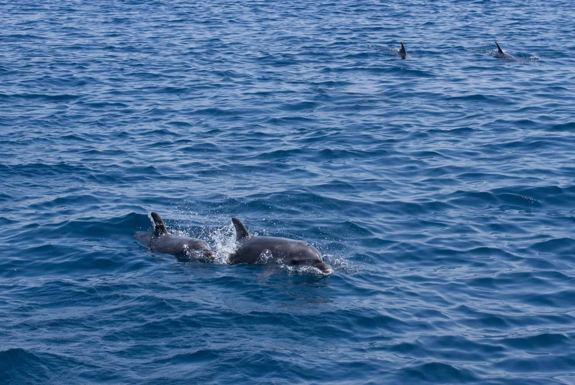 dauphins kos que faire grece dauphins kos que faire grece