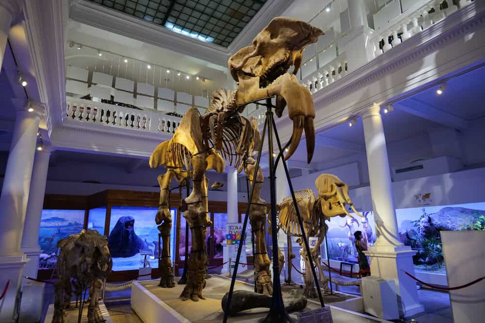musee histoire naturelle bucarest musee histoire naturelle bucarest