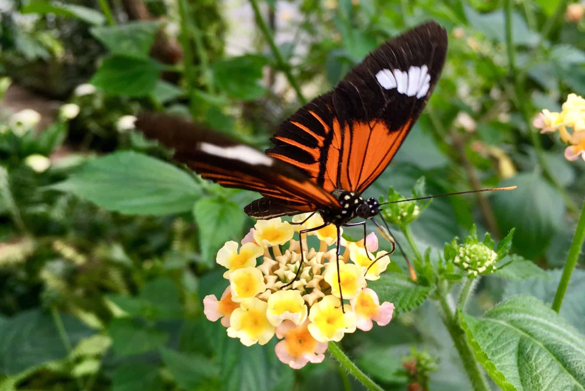 papillon jardin botanique riga papillon jardin botanique riga
