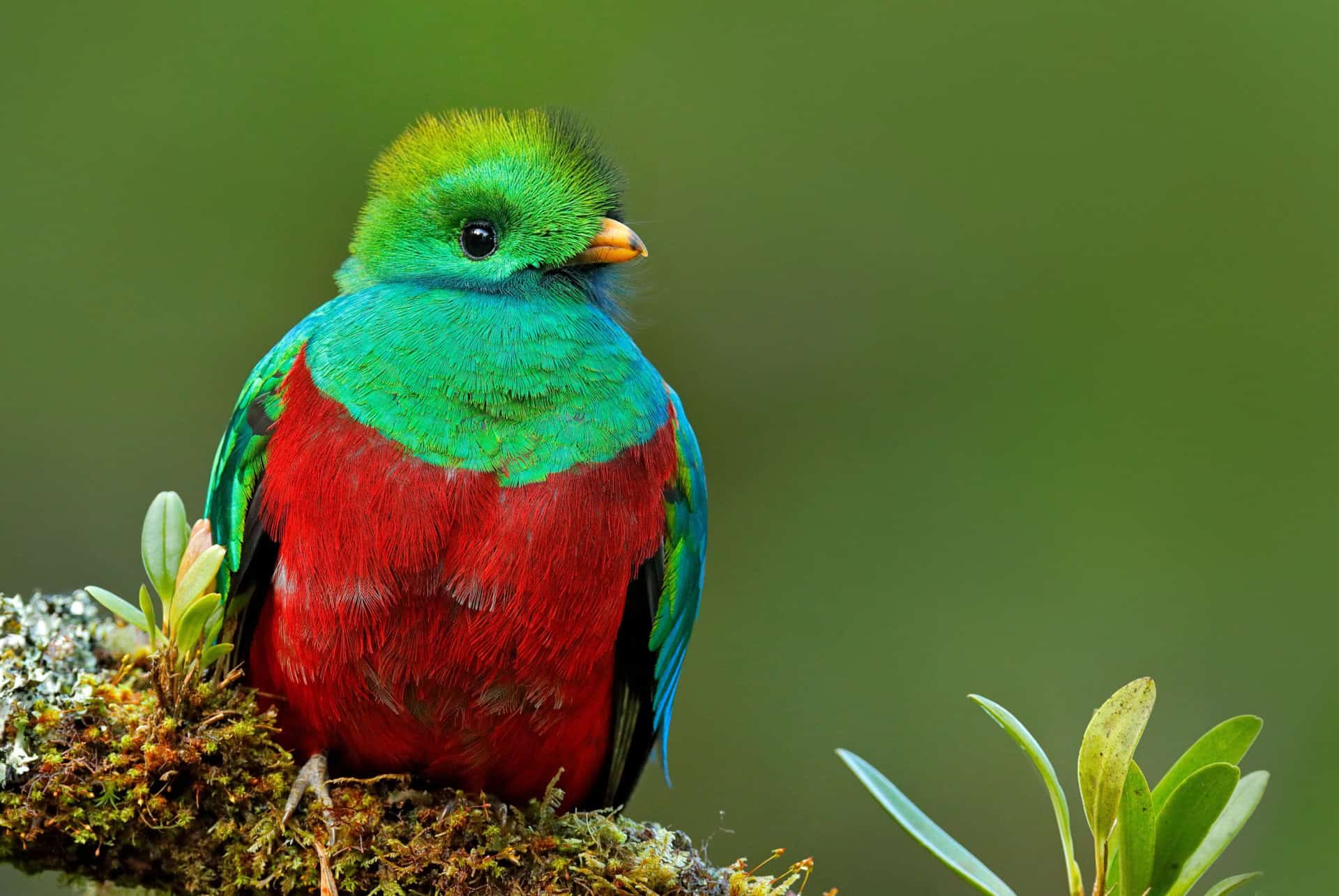 quetzal costa rica