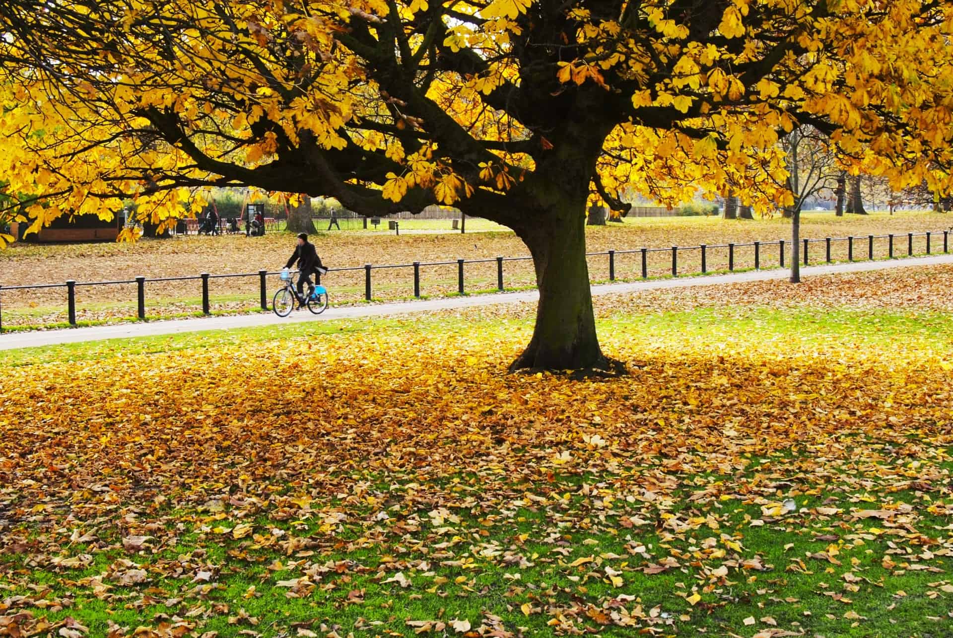 velo hyde park velo hyde park