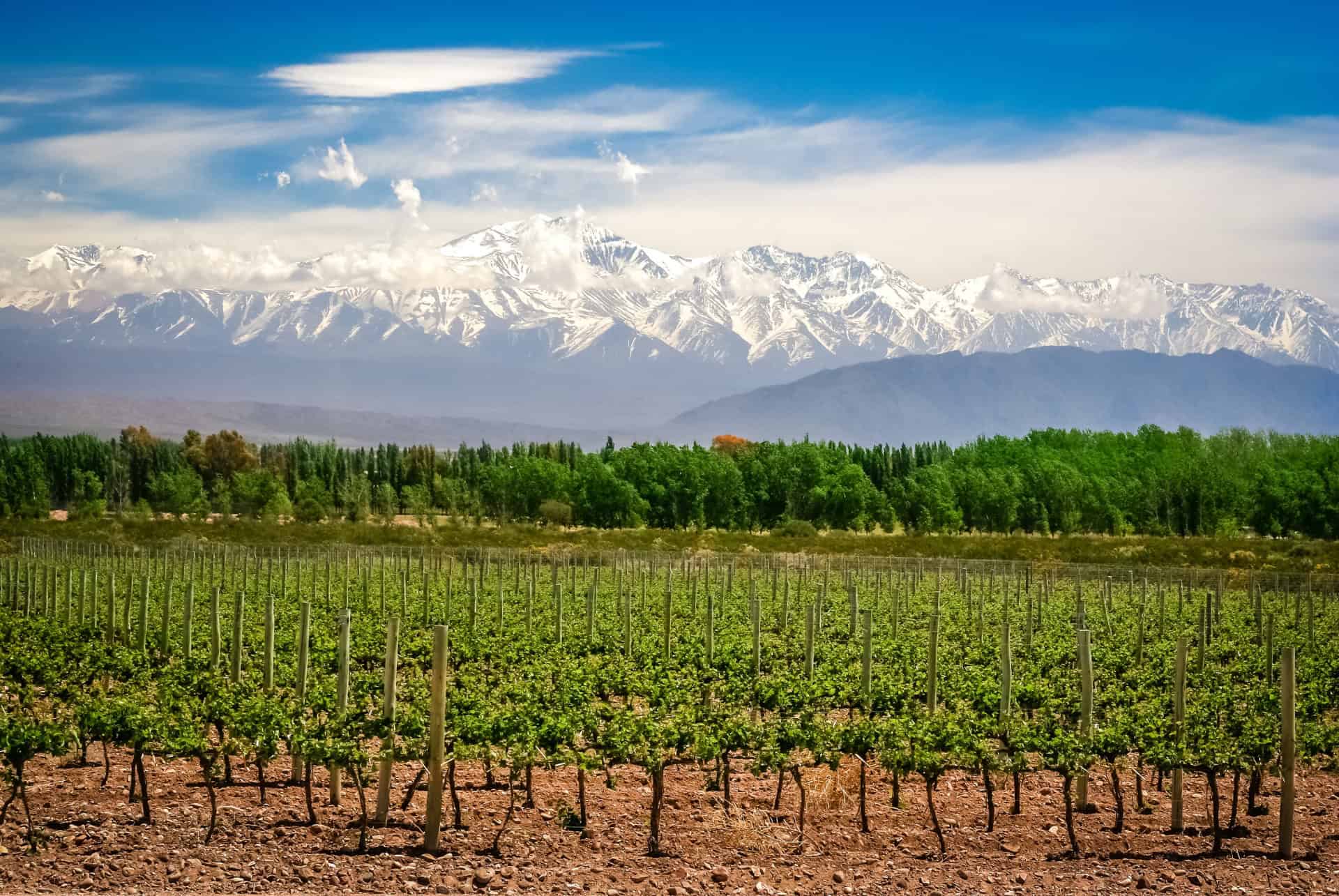 mendoza vendanges mendoza vendanges
