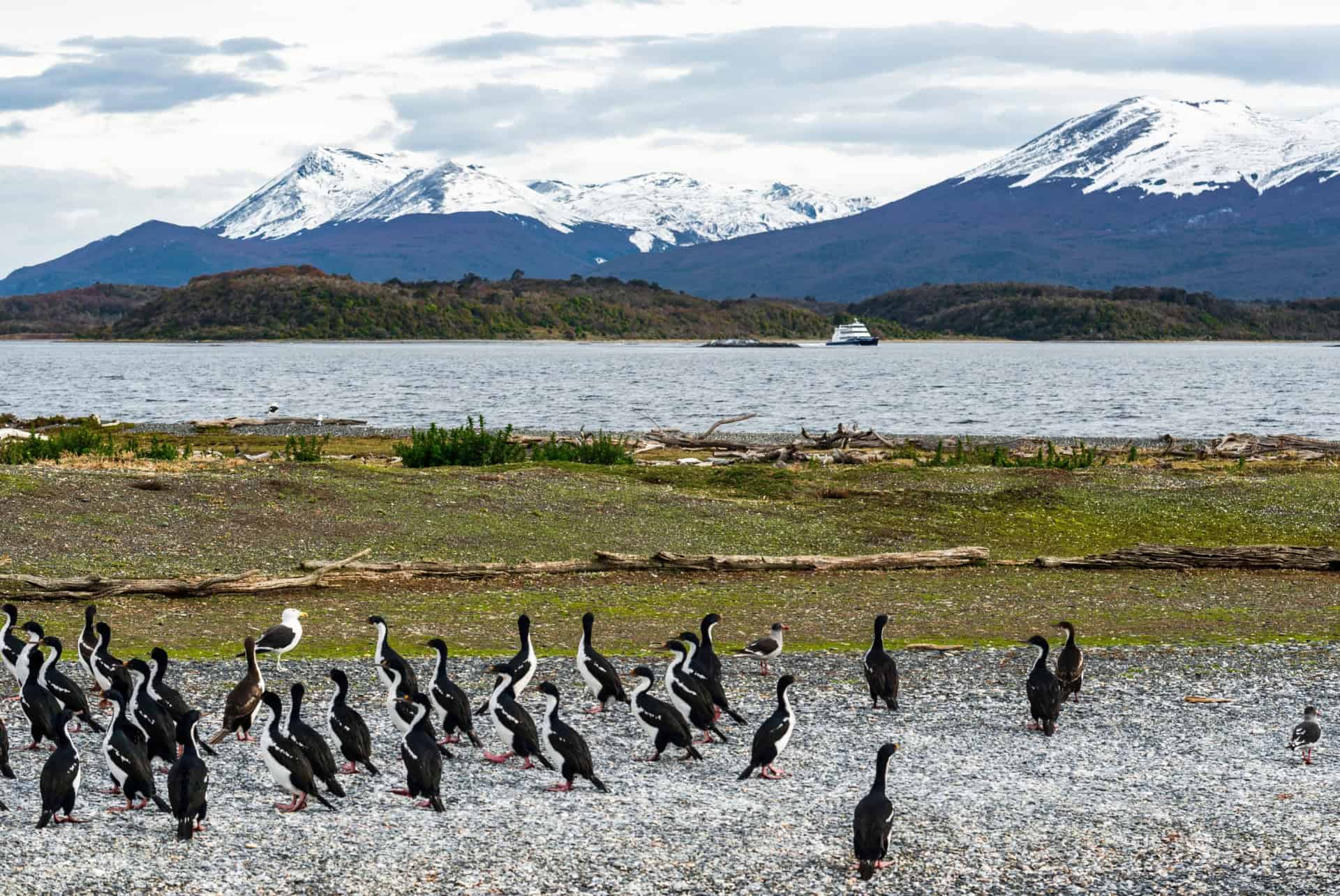 canal du beagle oiseaux canal du beagle oiseaux