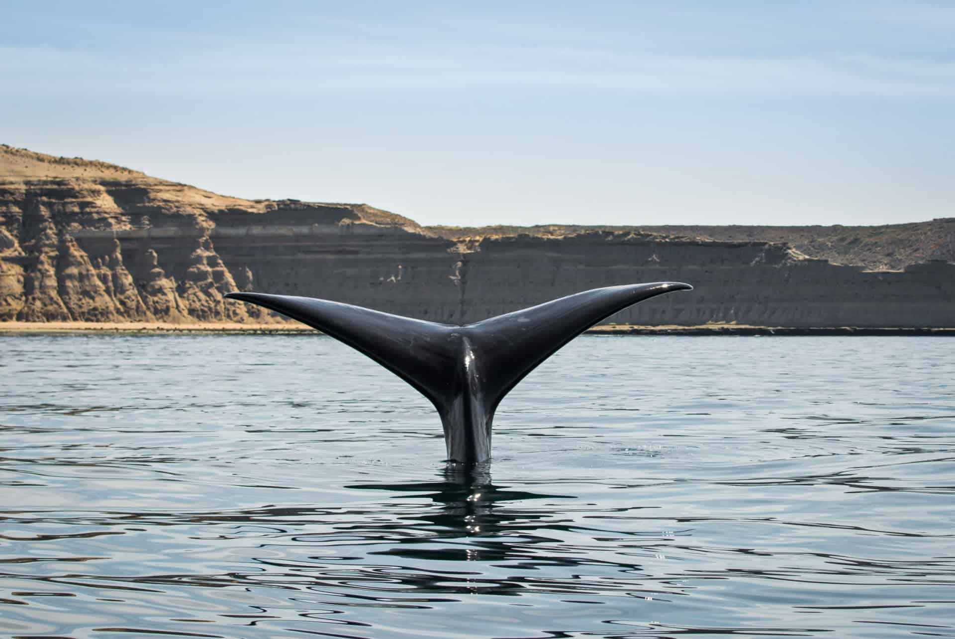 peninsule valdes baleine peninsule valdes baleine