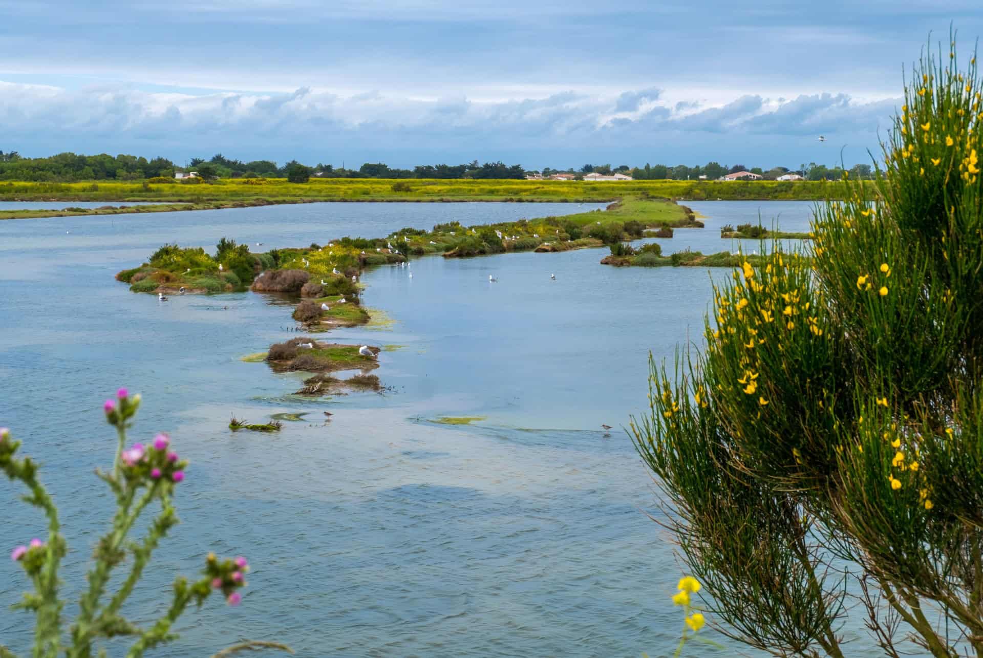 reserve naturelle nationale de lilleau des niges reserve naturelle nationale de lilleau des niges visiter ile de re