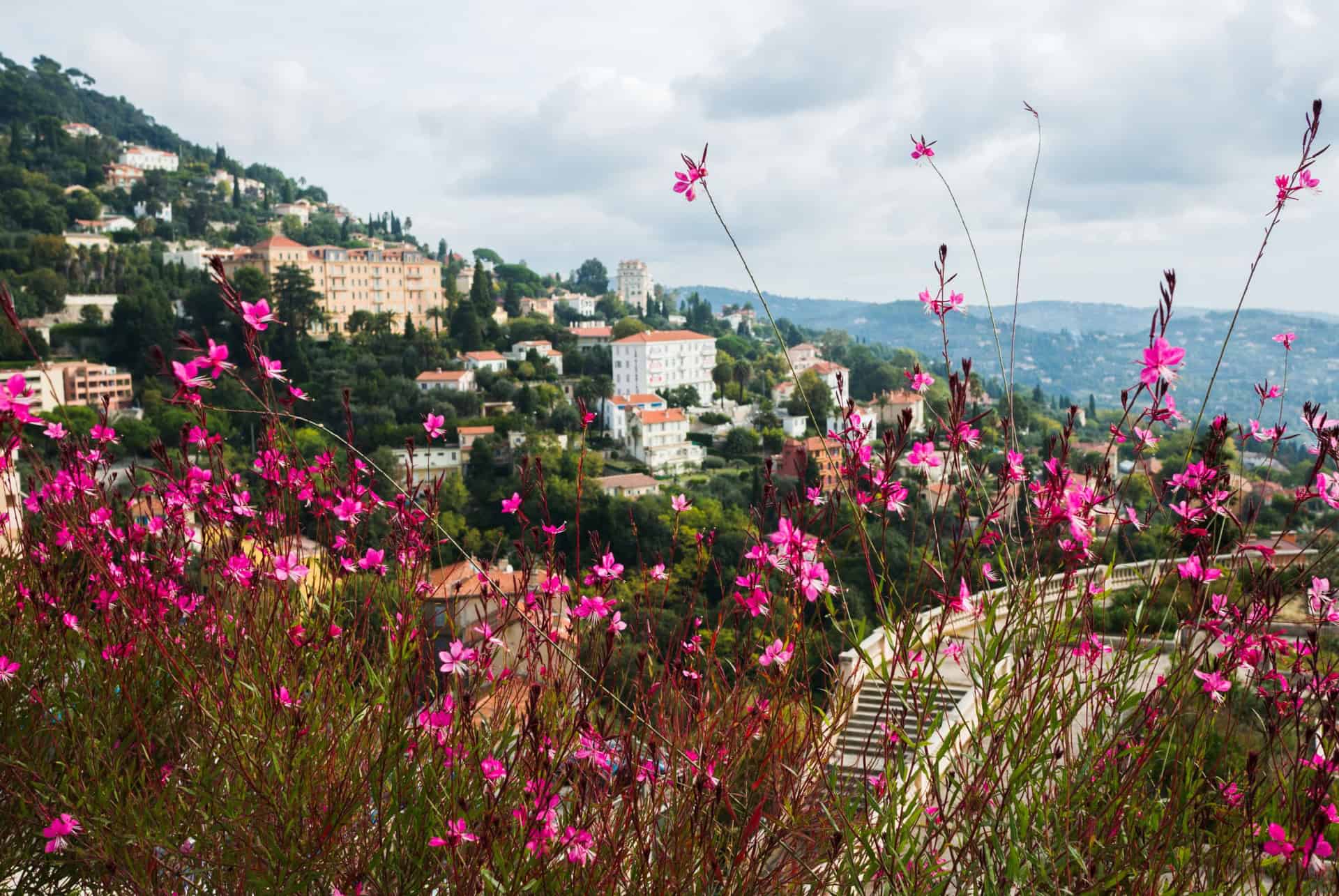 Champs fleurs Grasse Champs fleurs Grasse