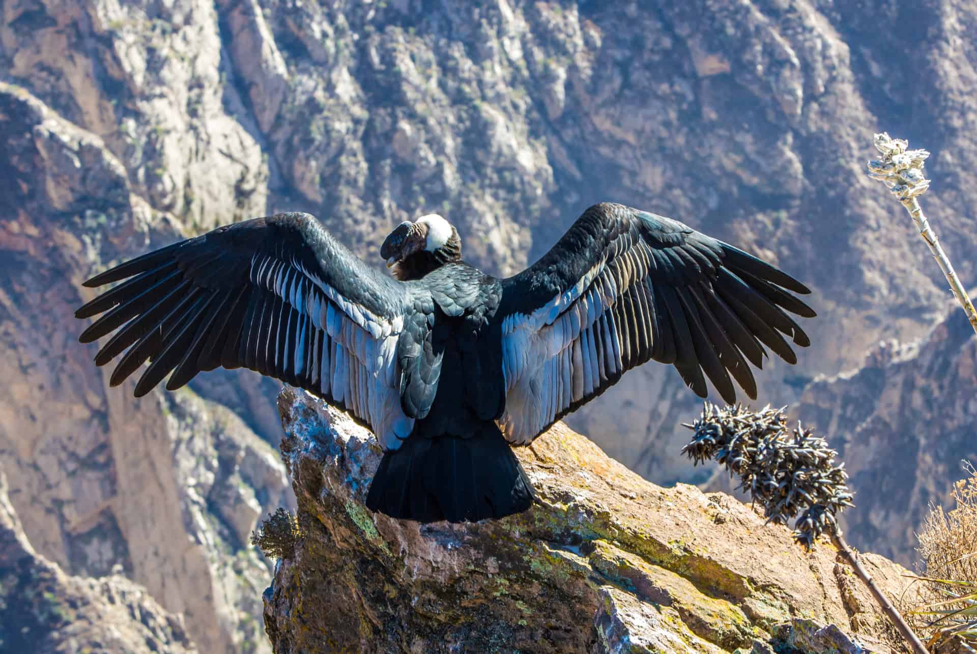 condor des andes condor des andes road trip pérou