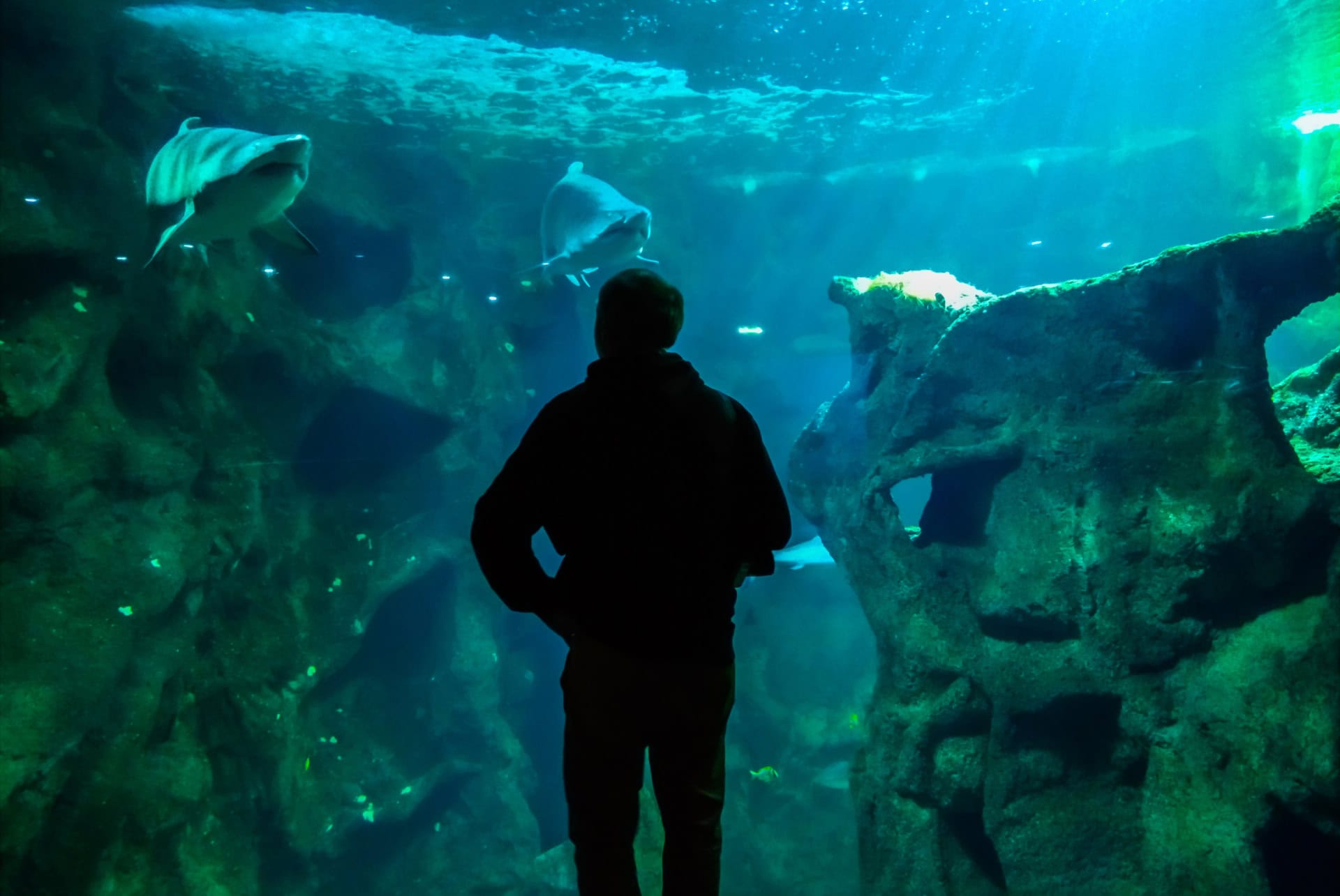 aquarium de la rochelle aquarium de la rochelle