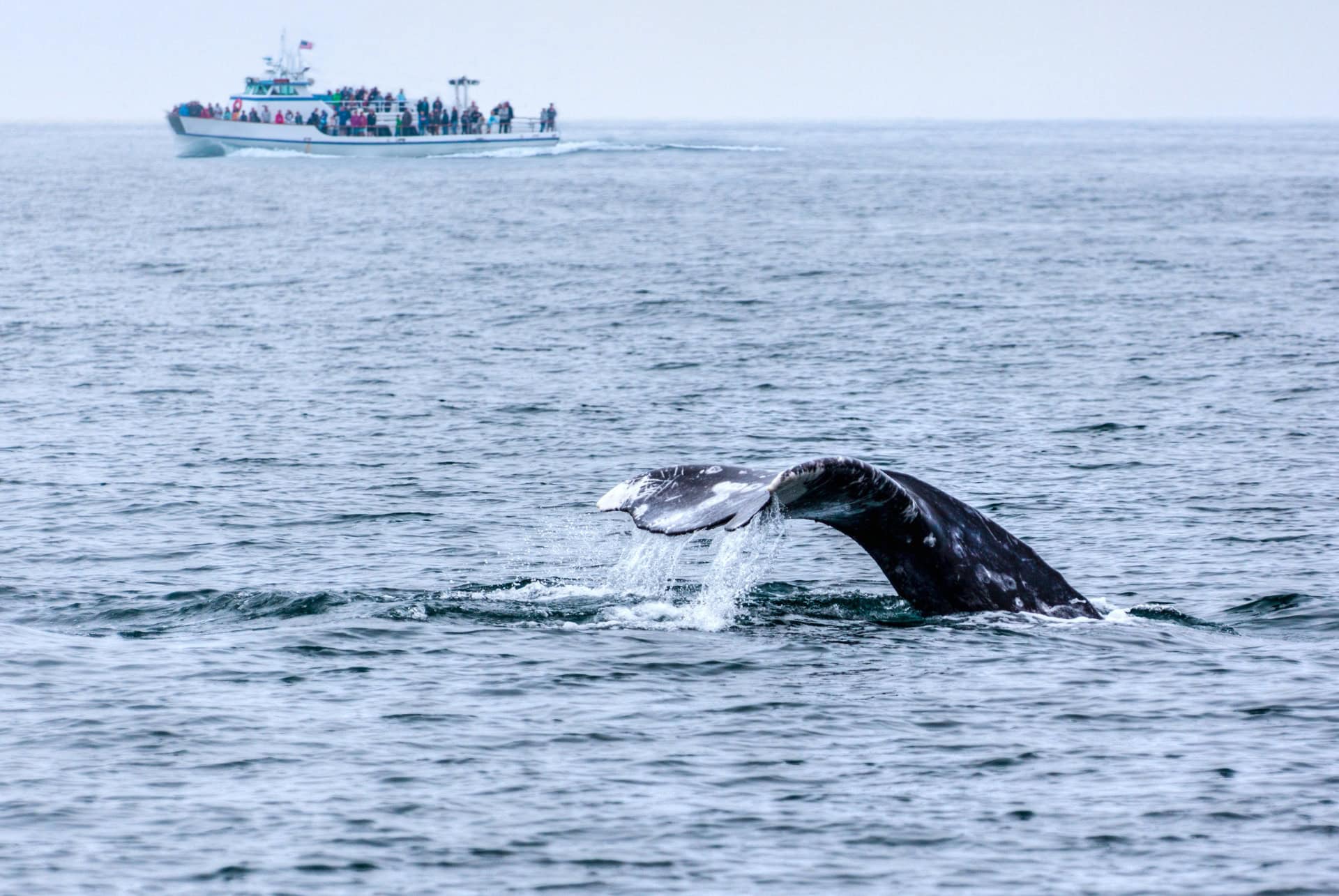 baleines que faire san diego baleines que faire san diego