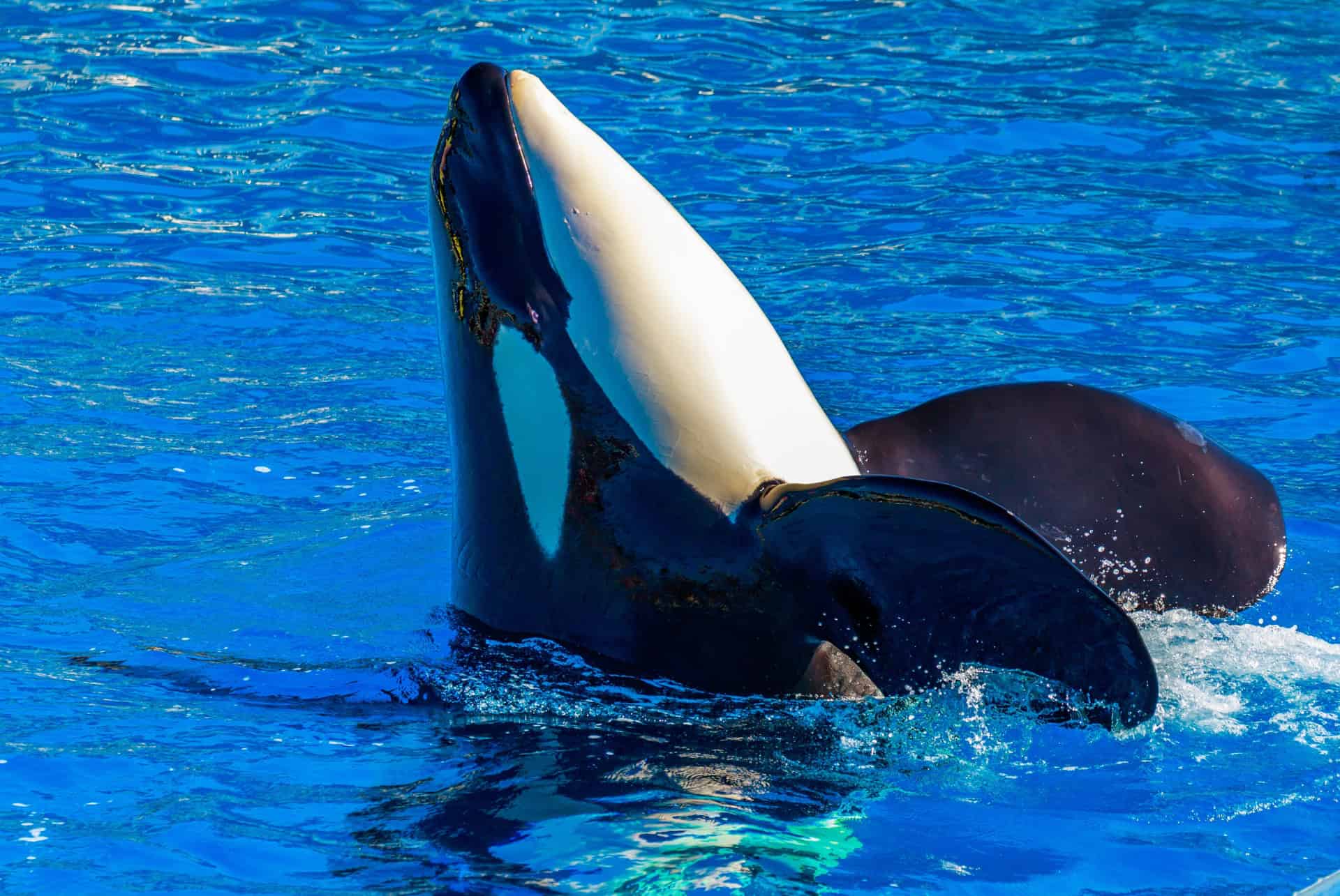 seaworld san diego seaworld san diego