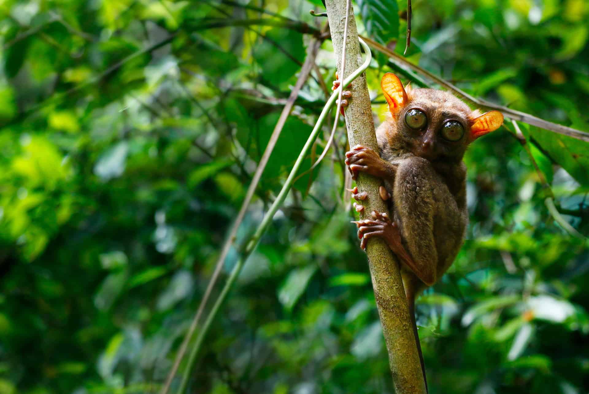 tarsiers aux philippines tarsiers aux philippines