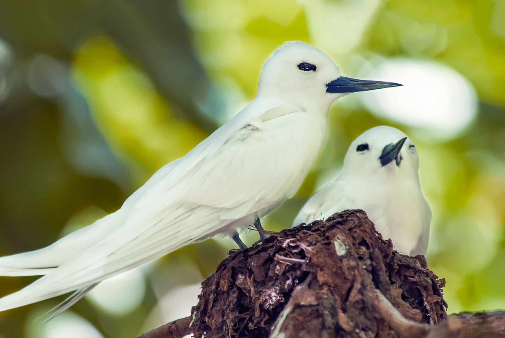 ou aller en afrique ile aux oiseaux seychelles