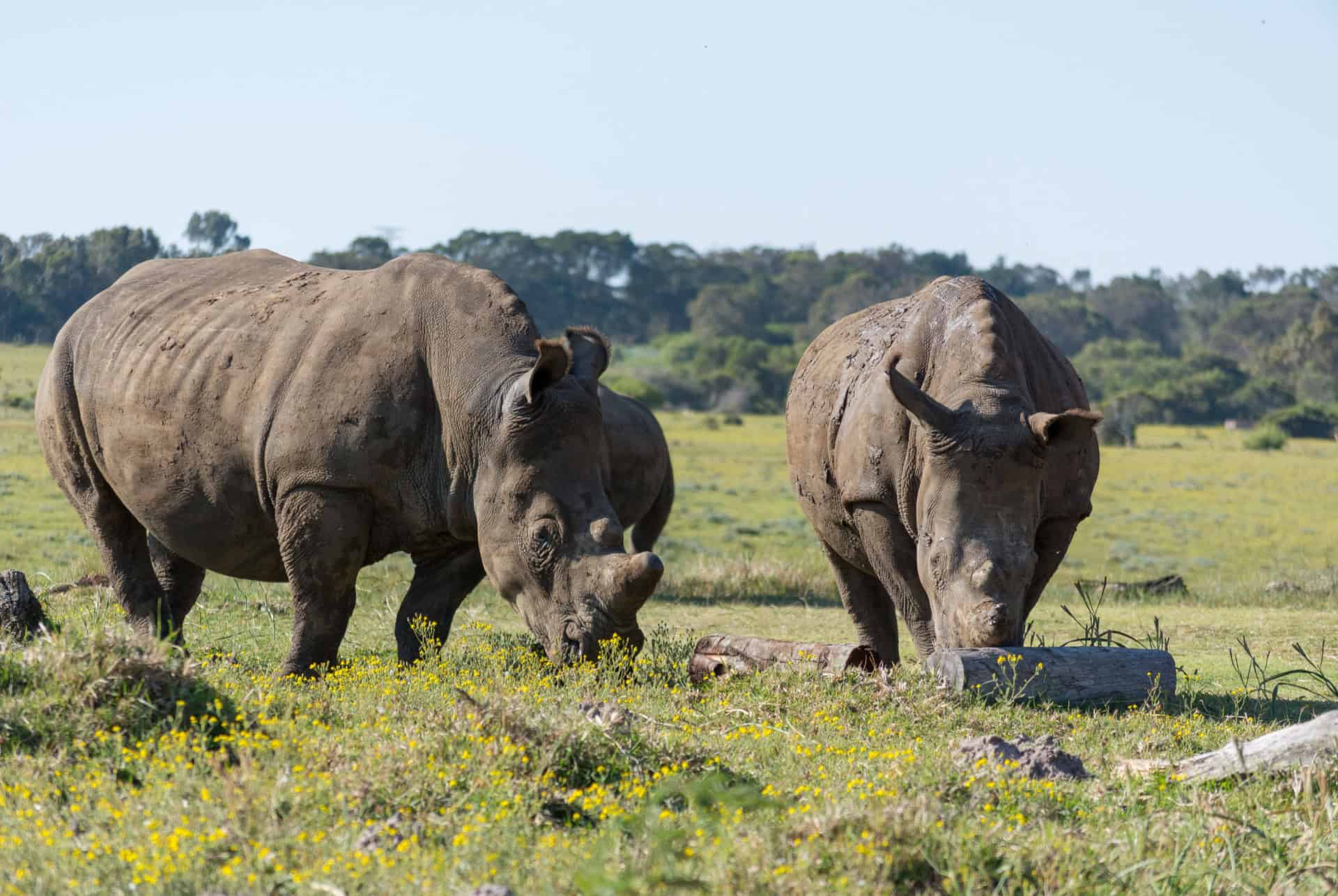 kragga kamma game park kragga kamma game park