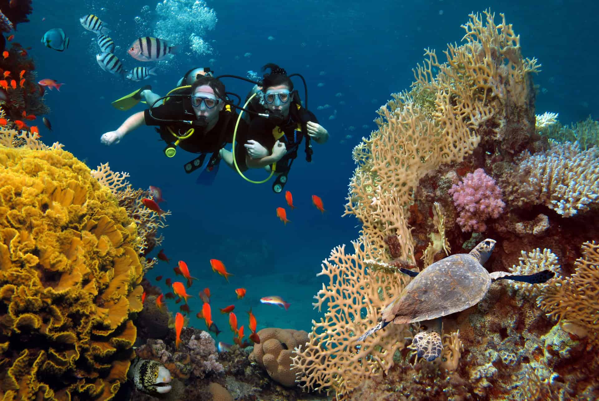 plongee sous marine maldives plongee sous marine maldives