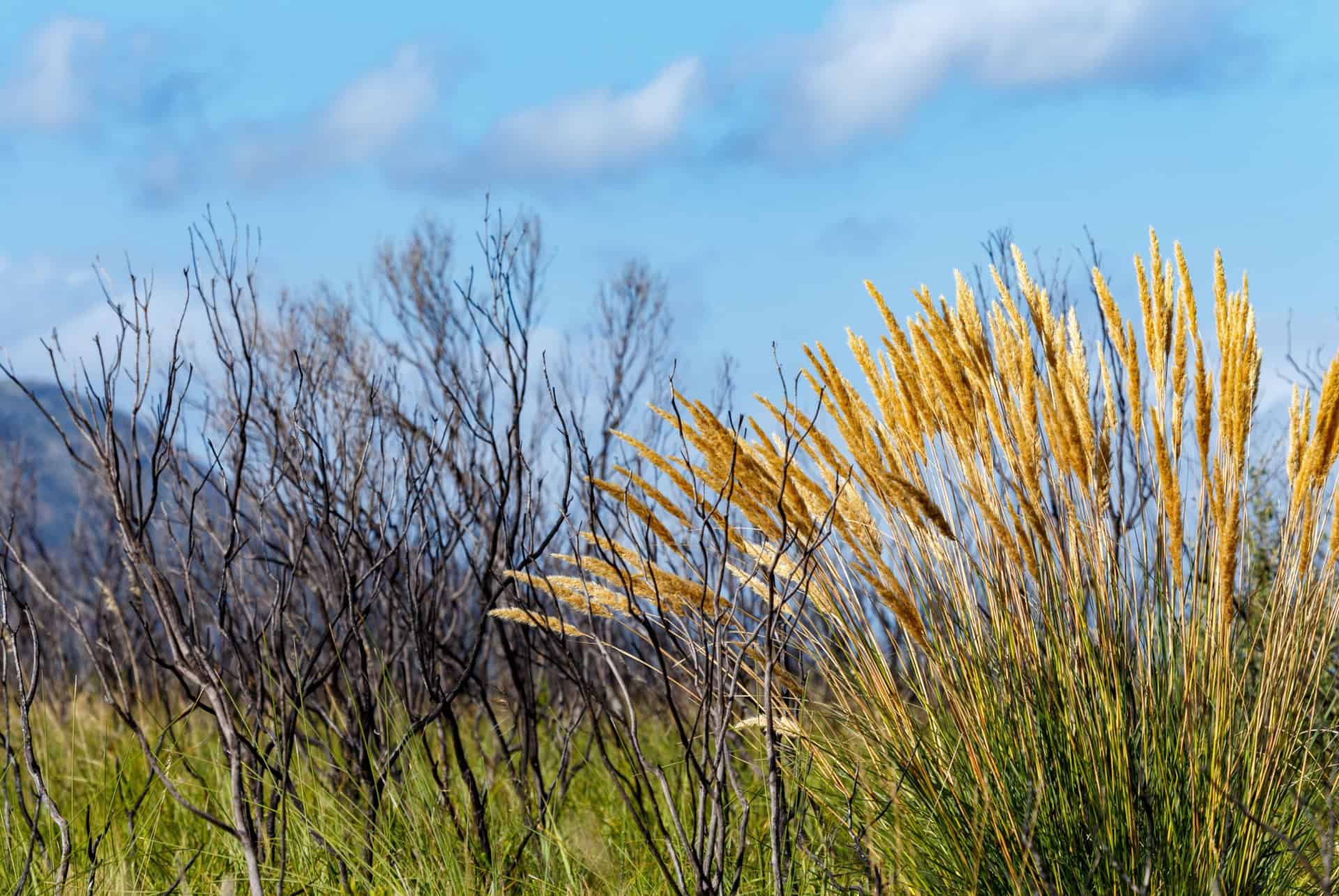 van stadens wildflower reserve que faire port elizabeth van stadens wildflower reserve que faire port elizabeth