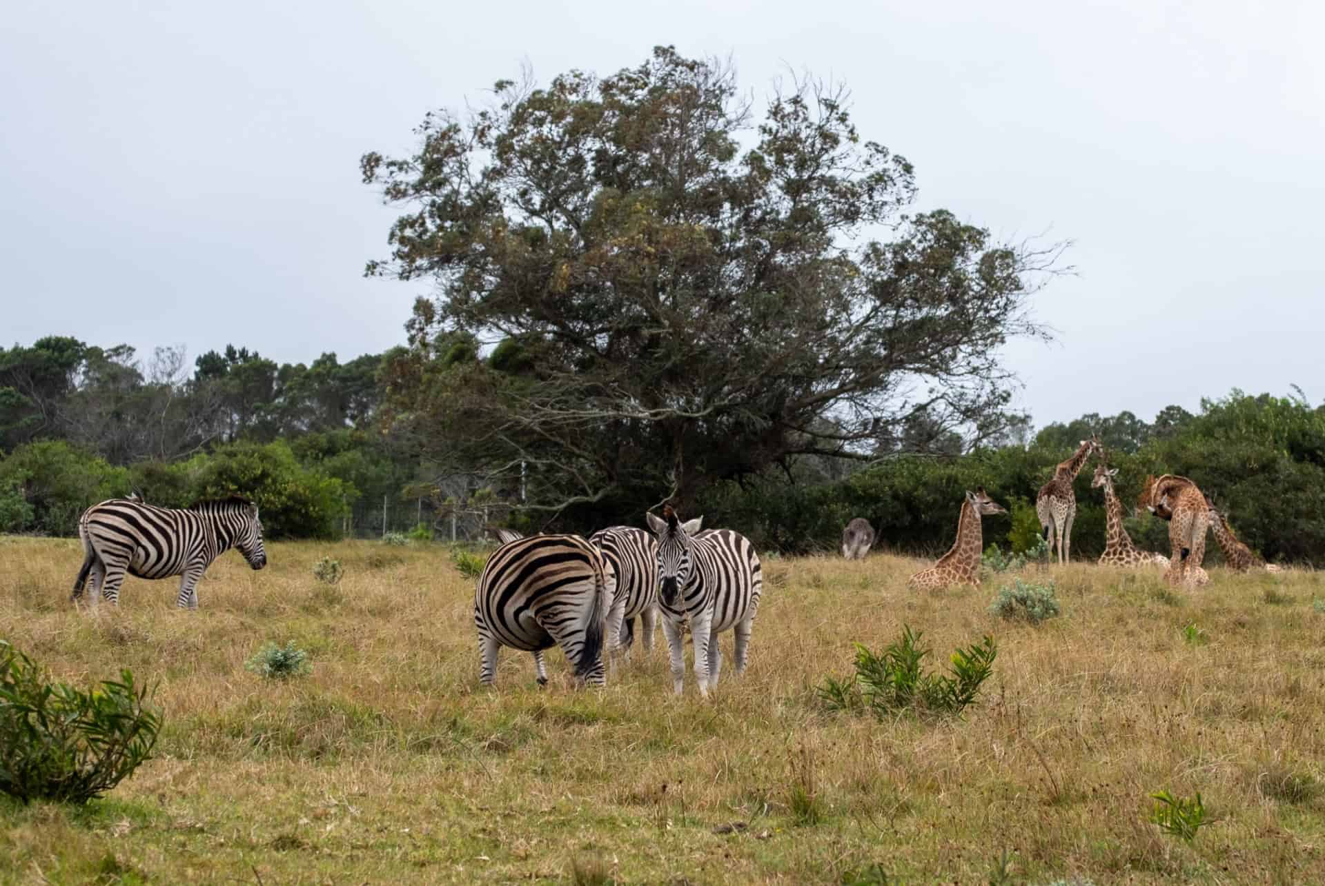 zebres kragga kamma game park zebres kragga kamma game park